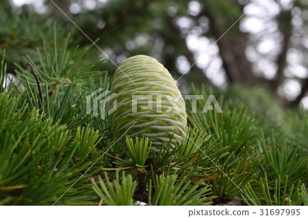 Young pine cones Young pine cones 31697995
