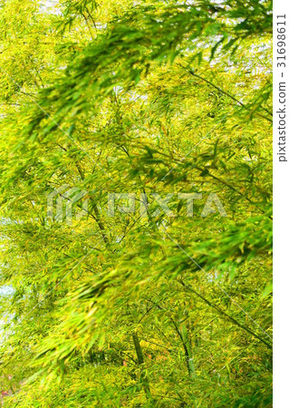 Landscape of bamboo groves of Moso bamboo in urban agricultural park Landscape of bamboo groves of Moso bamboo in urban agricultural park 31698611