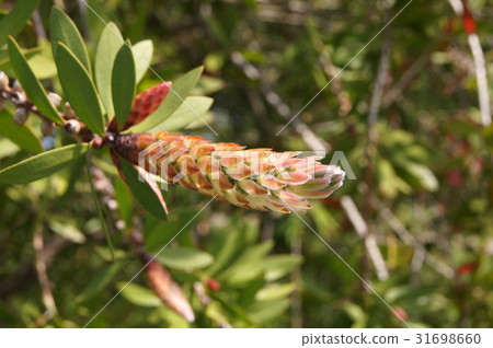 蕓苔黑（金樹; calistemon）的芽 31698660