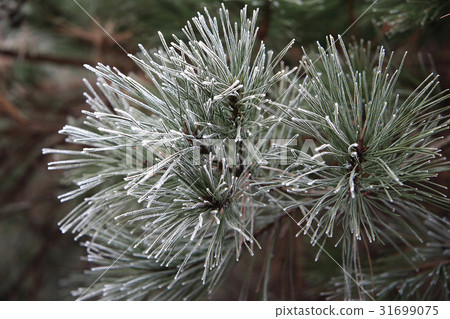 winter, jack frost, rime 31699075