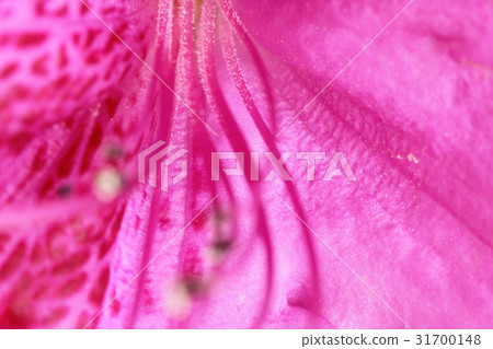 Azaleas 31700148