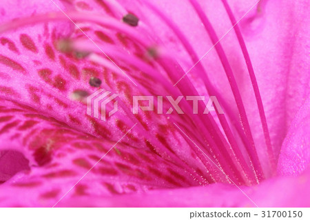 Azaleas 31700150