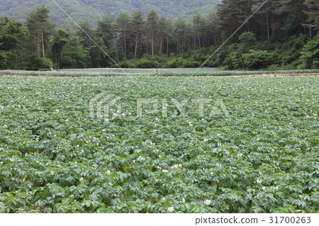 Potato flower, Hongcheon-gun, Gangwon-do Potato flower, Hongcheon-gun, Gangwon-do 31700263