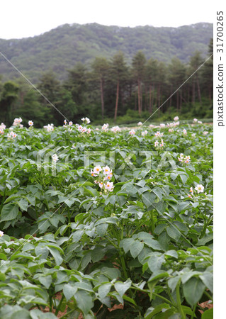 馬鈴薯花,洪川郡,江原道 馬鈴薯花,洪川郡,江原道 31700265