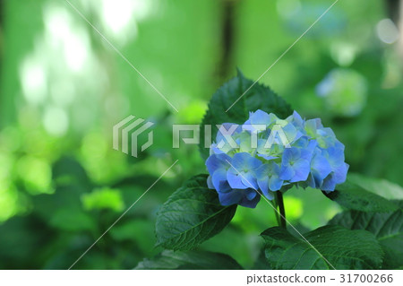 淡淡的繡球花開始綻放 淡淡的繡球花開始綻放 31700266