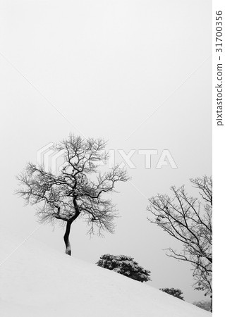 首爾松坡區奧林匹克公園 31700356