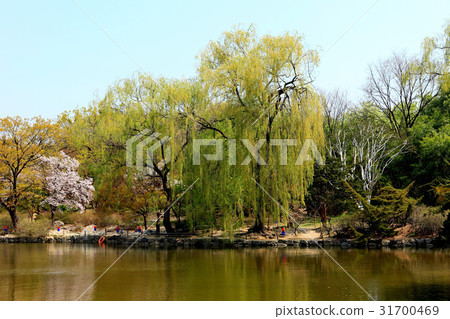 首爾鐘路區昌慶宮春江寺 首爾鐘路區昌慶宮春江寺 31700469