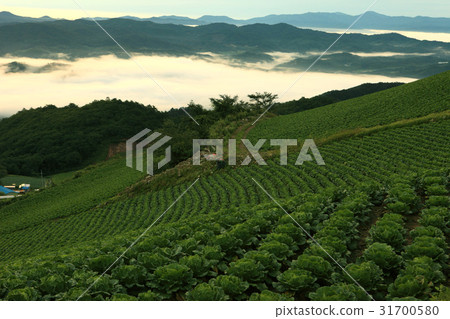 Chinese cabbage field, Anbendegi, Wangsan-myeon, Gangneung-si, Gangwon-do 31700580