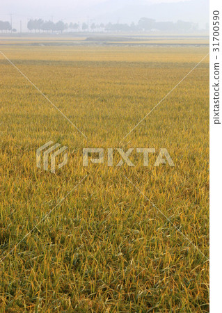 Rice, Ganghwa-gun, Incheon Rice, Ganghwa-gun, Incheon 31700590