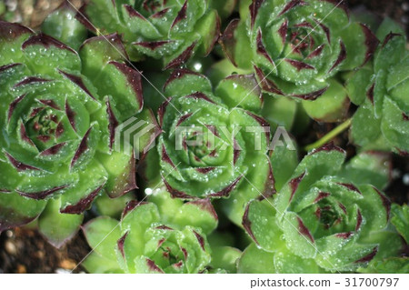 Senperubiumu Senperubiumu 31700797