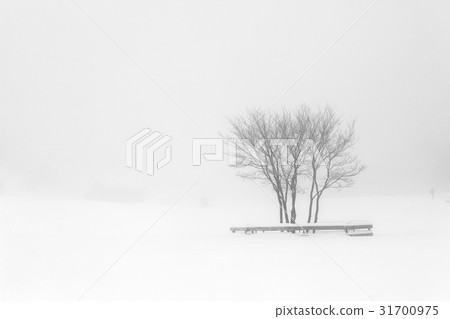 Sheep Ranch, Daegwallyeong, Pyeongchang-gun, Gangwon-do 31700975