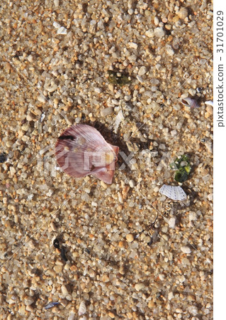 Clam shell 31701029