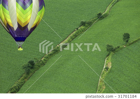 Hot air balloon, Chinese cabbage field, Anbendai, Wangsan-myeon, Gangneung-si, Gangwon-do 31701184