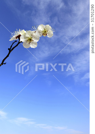 Plum Plum 31701290