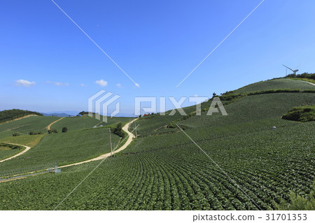 大白菜田，Anbendegi，Wangsan-myeon，江陵市，江原道 31701353