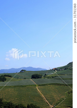 Chinese cabbage field, Anbendegi, Wangsan-myeon, Gangneung-si, Gangwon-do 31701360
