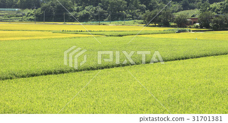 Rice, Yangyang-gun, Gangwon-do Rice, Yangyang-gun, Gangwon-do 31701381