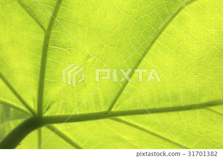 leaf leaf 31701382