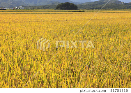 Rice, Goseong-gun, Gangwon-do 31701516