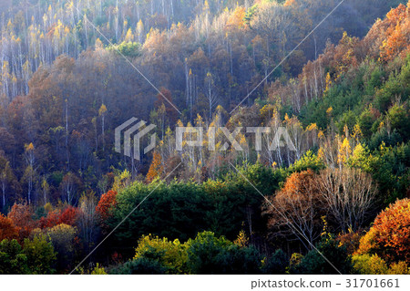 Birch, Inje County, Gangwon Province 31701661