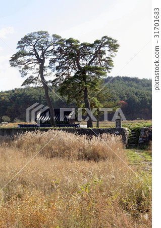 Pine,Ganseong Miracle Mirror,Ganseong Hyeoggyo,Goseong-gun,Gangwon-do Pine,Ganseong Miracle Mirror,Ganseong Hyeoggyo,Goseong-gun,Gangwon-do 31701683