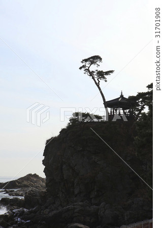 Pine Tree,Costume House(Historic Site No. 495),Naksansa Temple,Yangyang-gun,Gangwon-do Pine Tree,Costume House(Historic Site No. 495),Naksansa Temple,Yangyang-gun,Gangwon-do 31701908