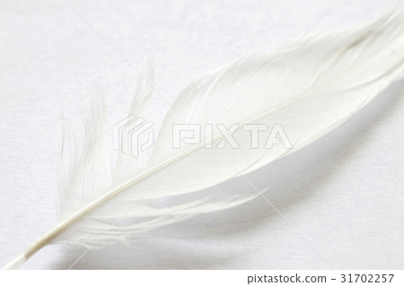 羽毛 31702257