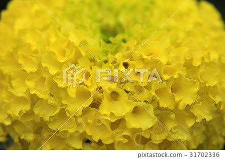 Flower 31702336