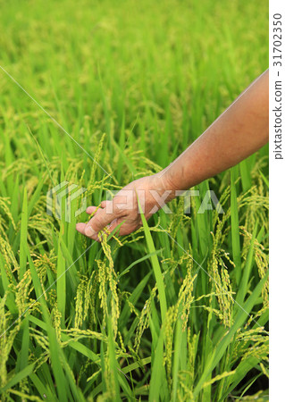 手，米飯 31702350