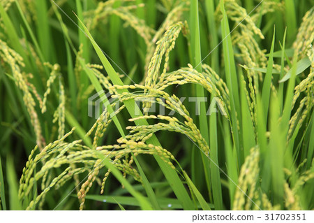 rice plant rice plant 31702351