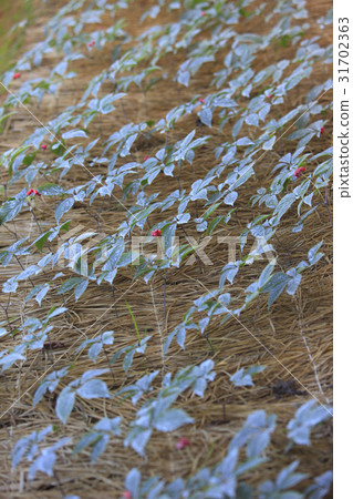 Ginseng seed, ginseng field, Cheolwon-gun, Gangwon-do 31702363