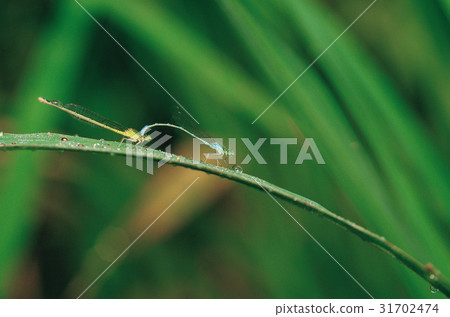 dragonfly, matchup, Mating 31702474