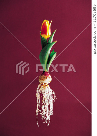 花 春天的花 根 31702699