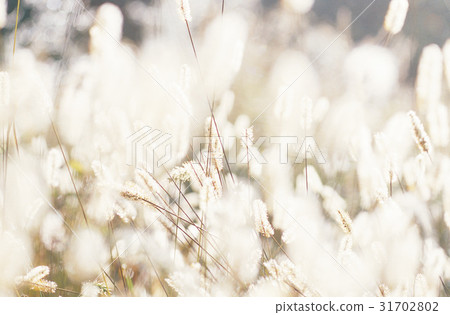 wire grass wire grass 31702802