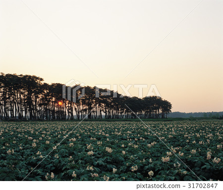 Potato field, pine, Gangneung, Gangwon-do 31702847