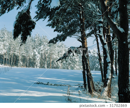 Pine tree, Pyeongchang-gun, Gangwon-do 31702869