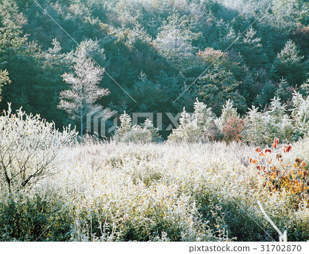 Daegwallyeong, Pyeongchang-gun, Gangwon-do 31702870