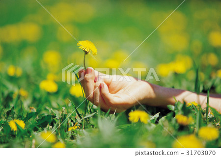Flower, dandelion, spring 31703070