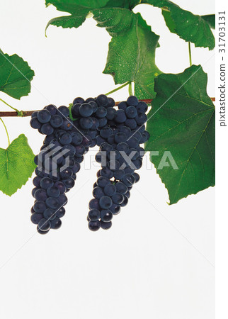 Branches (trees), fruit, leaf 31703131