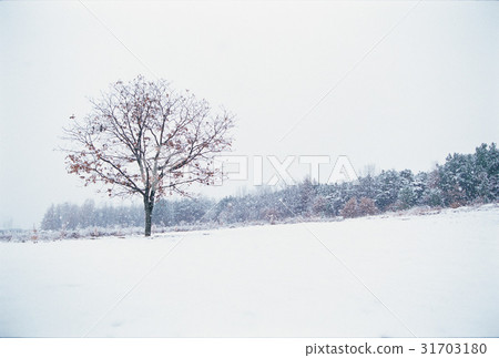 Boryeong-si, Chungnam 31703180