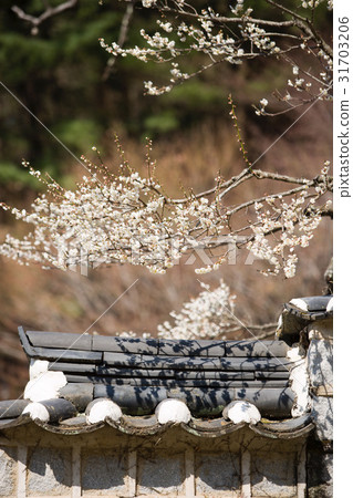 Plum, Dosan Seowon, Andong City, Gyeongbuk 31703206