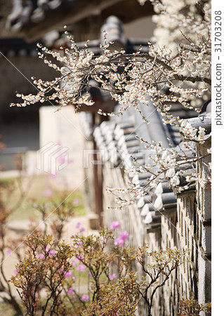 Plum, Dosan Seowon, Andong City, Gyeongbuk 31703208