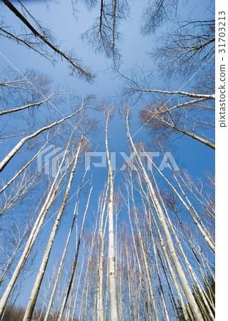 Birch Birch 31703213
