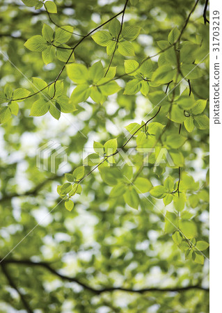 Dogwood Dogwood 31703219