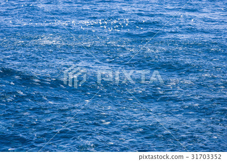 North Island, New Zealand 31703352