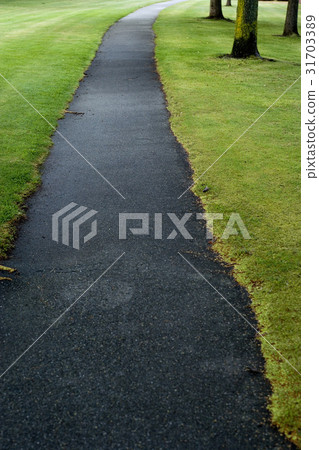 Birch, South Island, New Zealand 31703389