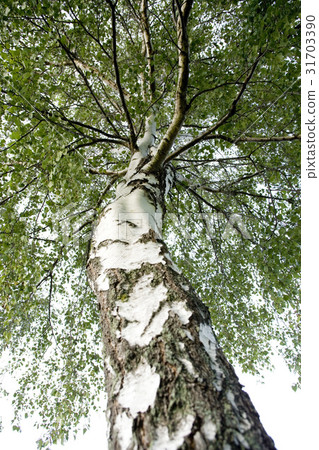 Birch, South Island, New Zealand 31703390