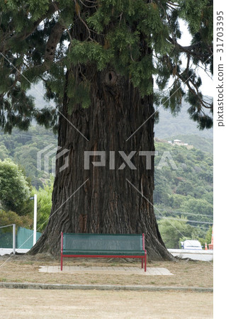 South Island, New Zealand 31703395