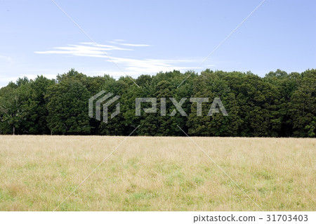 新西蘭南島 新西蘭南島 31703403