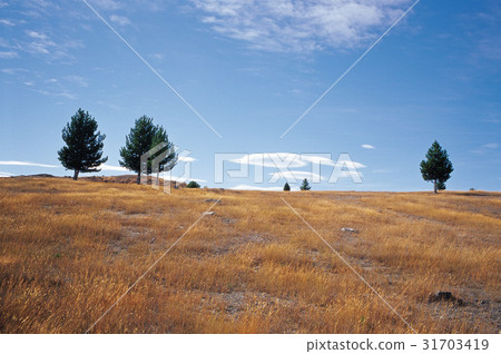 South Island, New Zealand 31703419